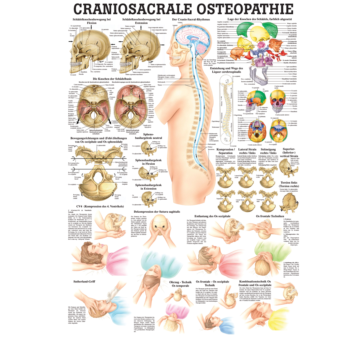 Anatomische Lehrtafel "Craniosacrale Osteopathie 34 x 24"